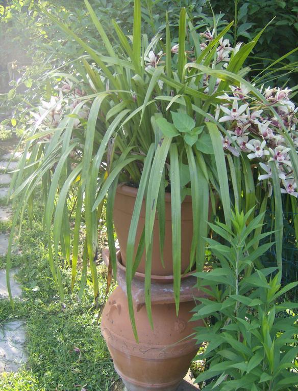 Bed and Breakfast Casa Dina Terontola Esterno foto