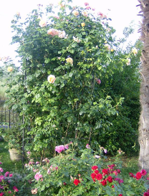 Bed and Breakfast Casa Dina Terontola Esterno foto